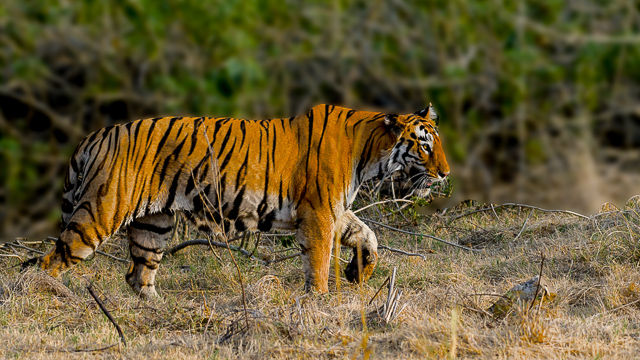 Image of Bor Tiger Reserve