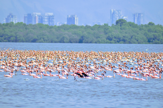 Image of Thane Creek Flamingo Sanctuary