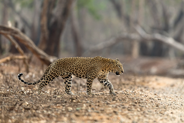 Image of Gautala Wildlife Sanctuary 