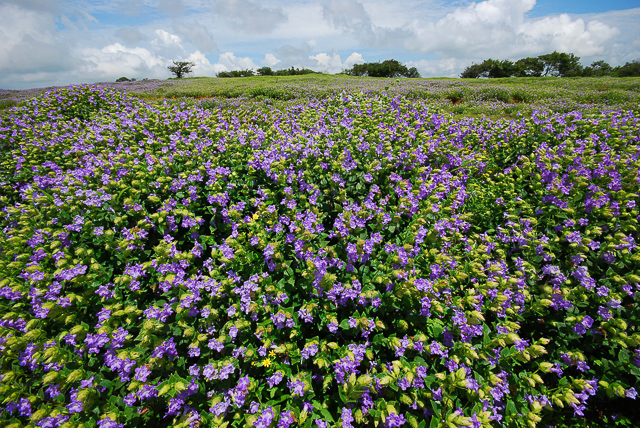 Image of Kaas Plateau Reserved Forest 