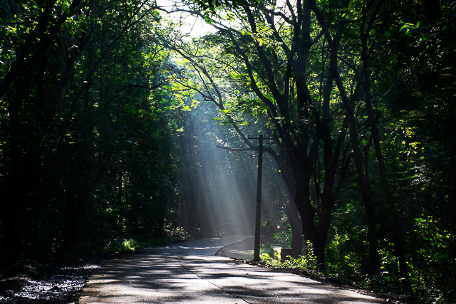 Image of Sanjay Gandhi National Park  