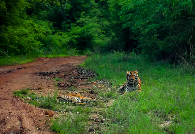 Image of Tadoba