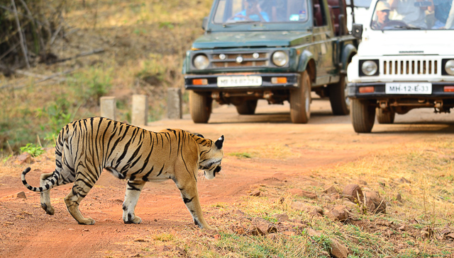 Image of Tadoba-Andhari Tiger Reserve