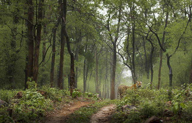 Image of Umred Karhandla Wildlife Sanctuary  